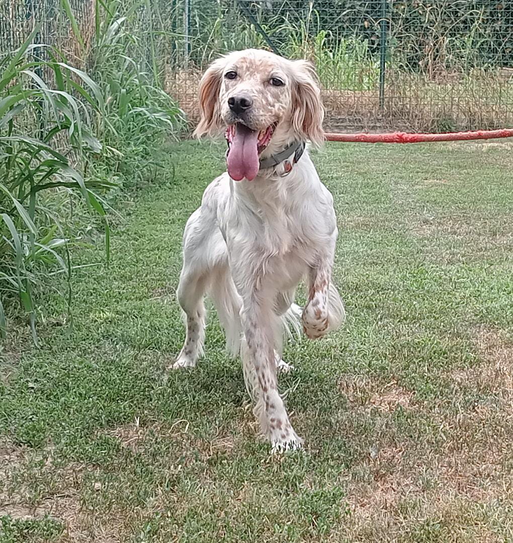 Dea Setter Inglese In Adozione